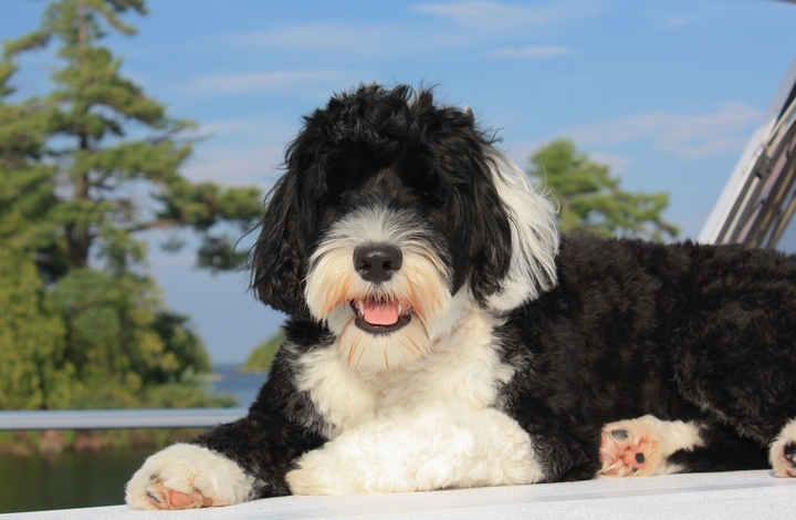 Cool Facts About Portuguese Water Dogs 