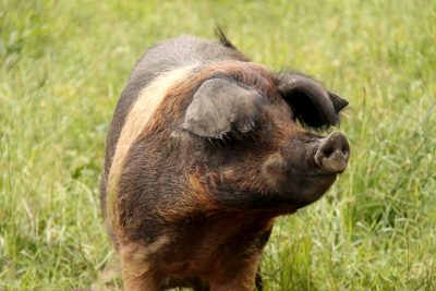 8 Different Types of Pigs and Their Characteristics - Boldface News